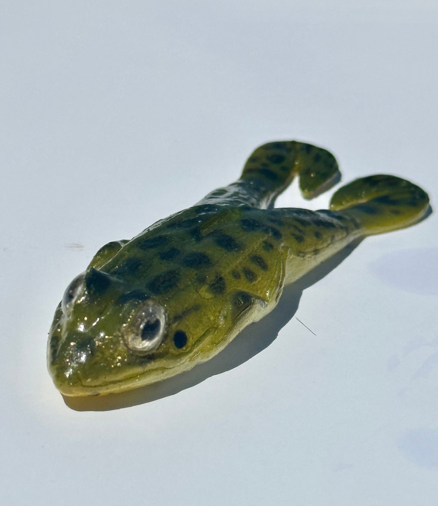 Kona toad Hollowbody hudd toad