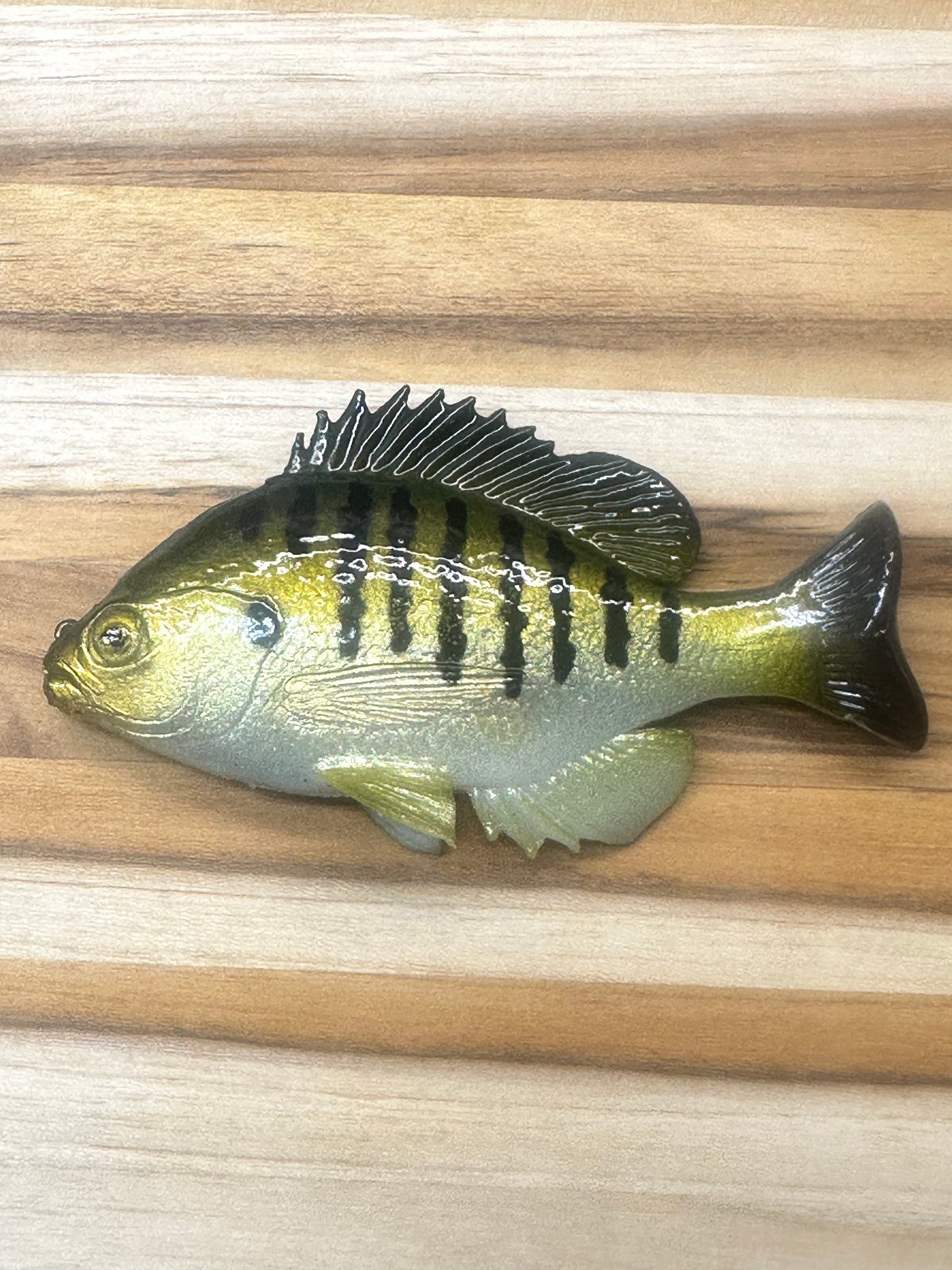 Rock Bass. Huddgill rof 12