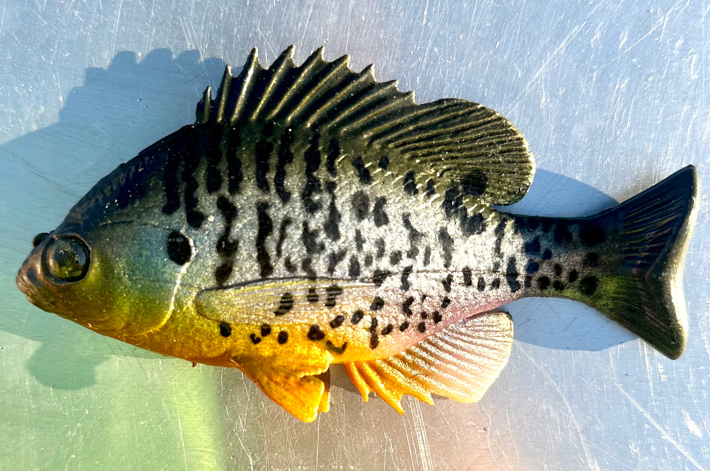 Huddgill bluegill