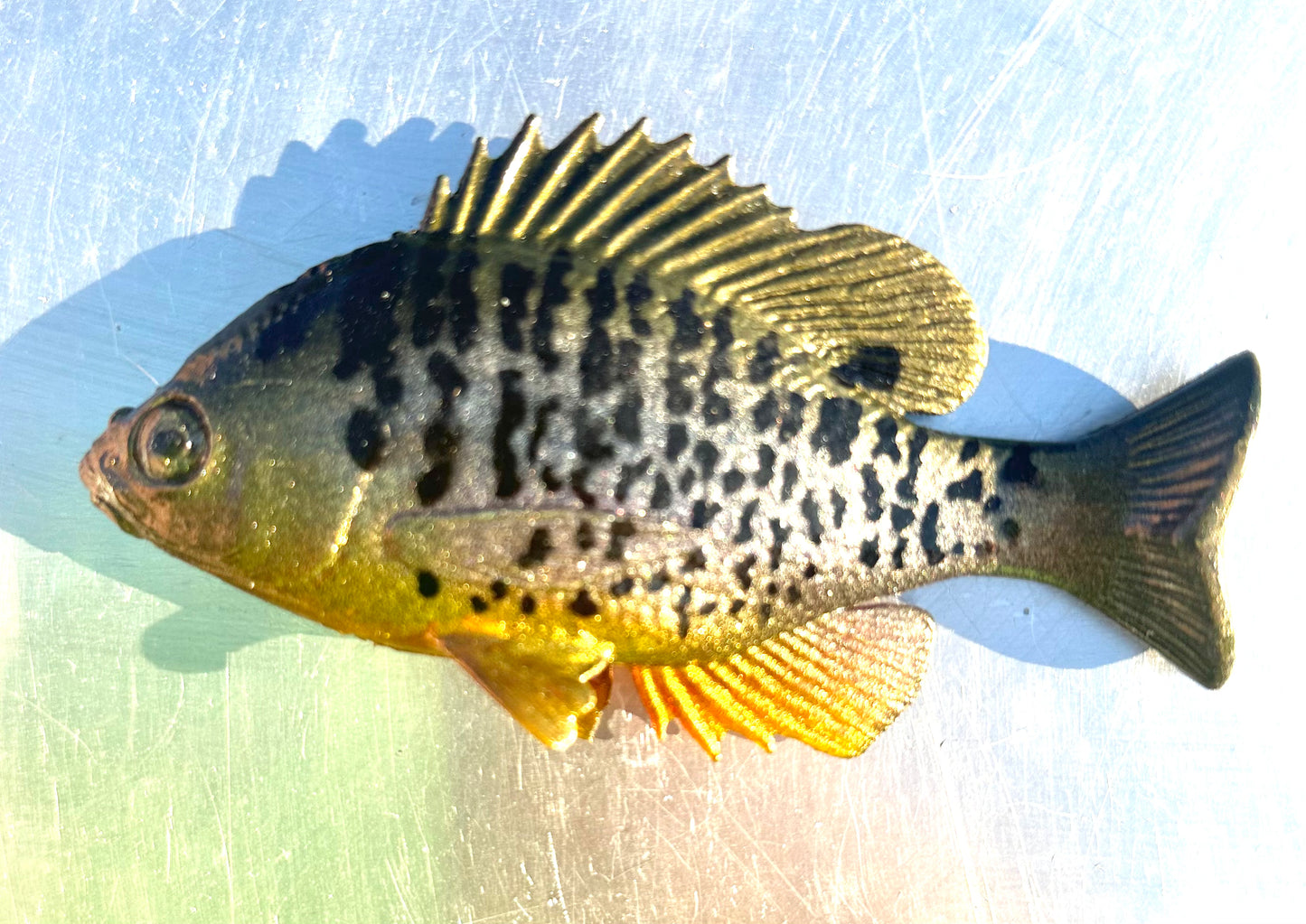 Huddgill phantom bluegill