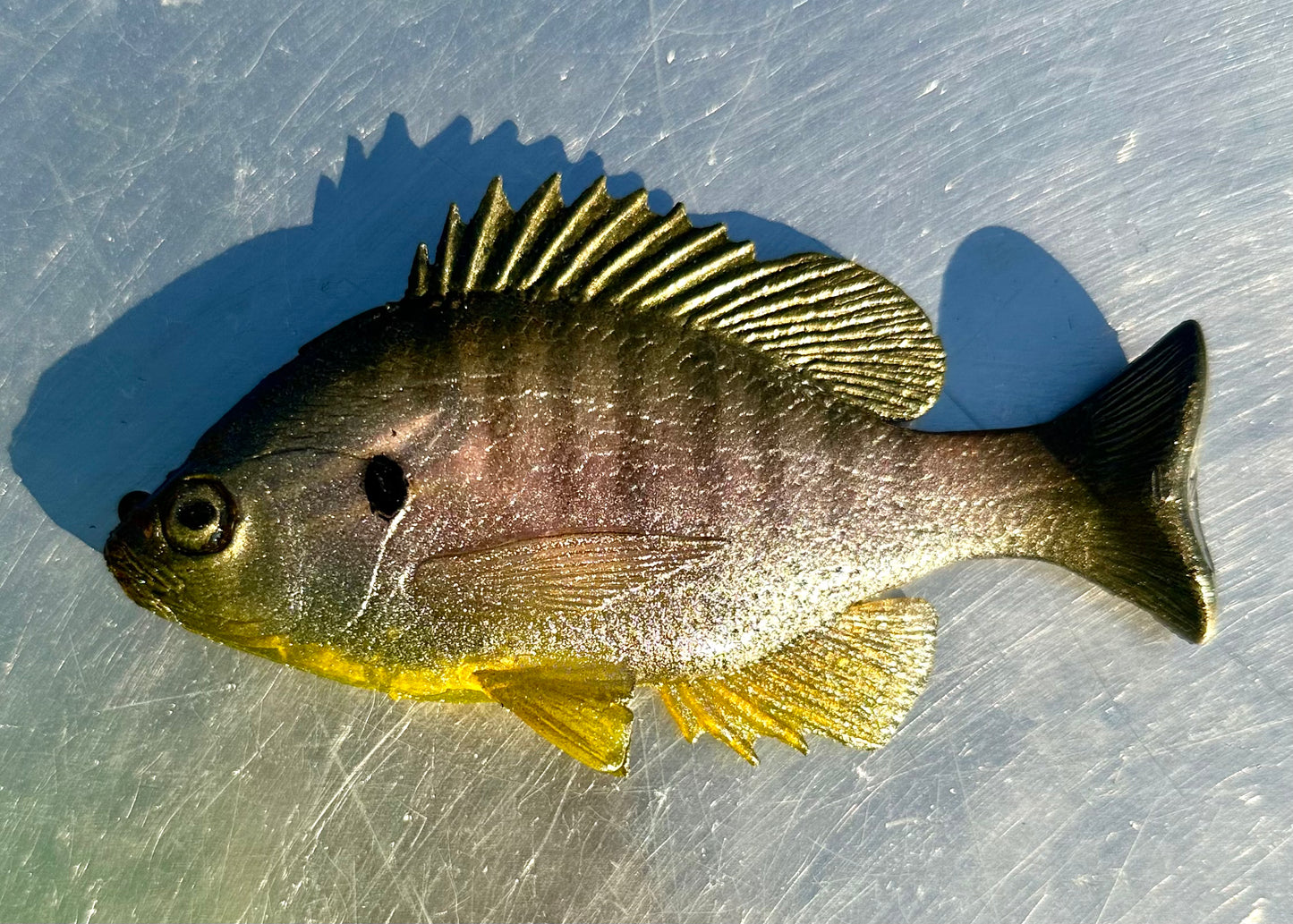 Huddgill PH  Green sunfish