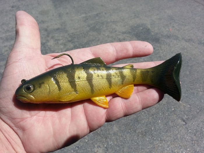 68 Special Yellow Perch ROF 12