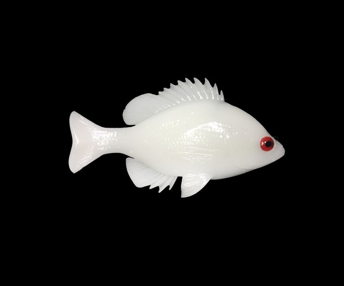 BlueGill Albino TH ROF 12