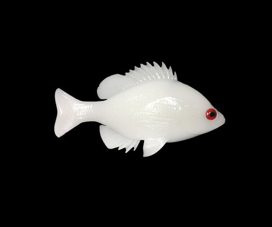 BlueGill Albino TH ROF 12