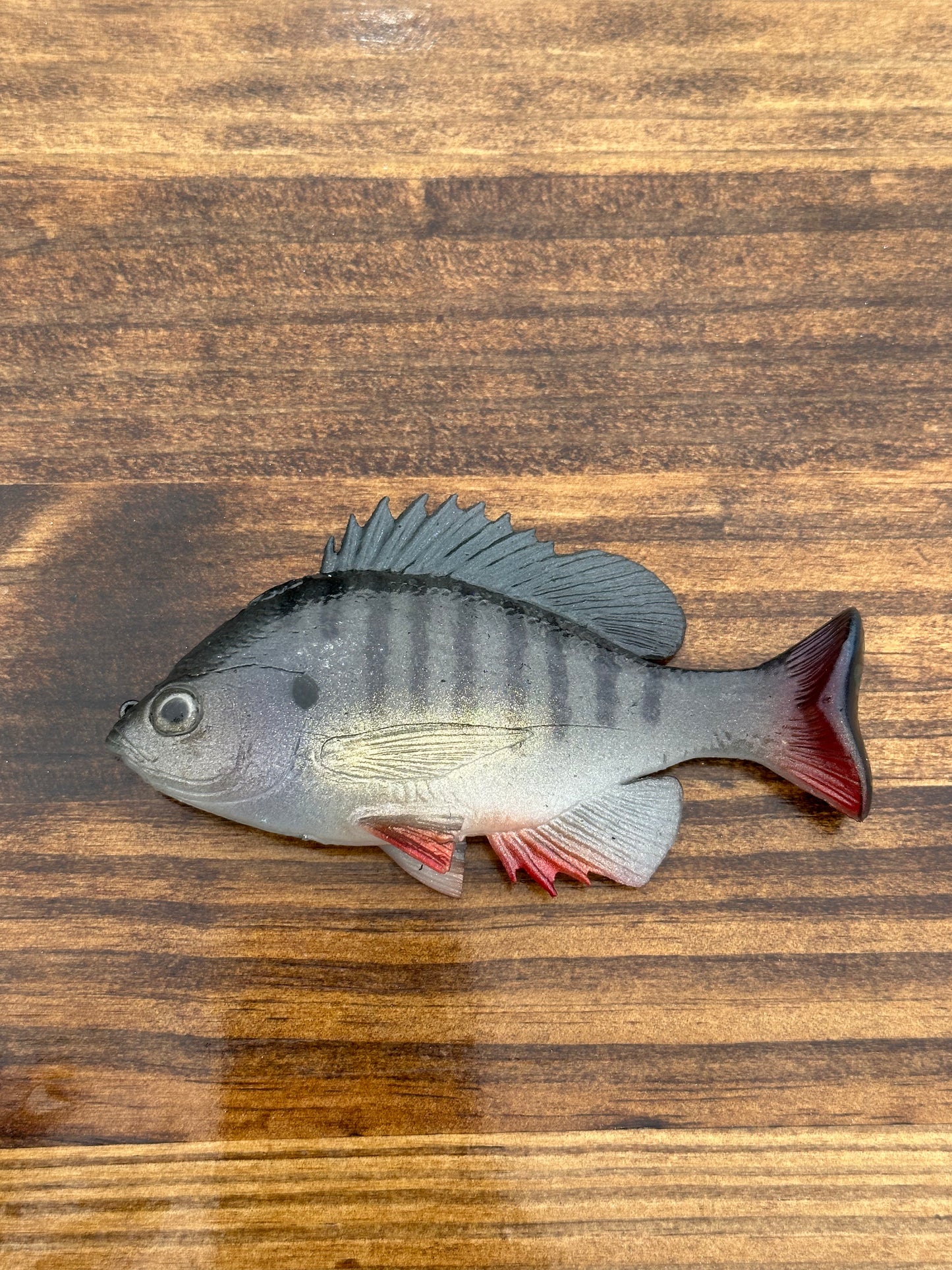 Huddgill Tilapia