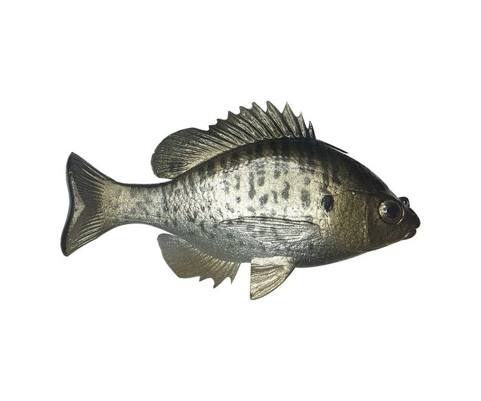 Crappie TH ROF 12
