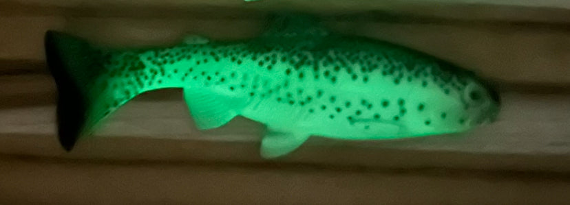 68 Glowbow trout