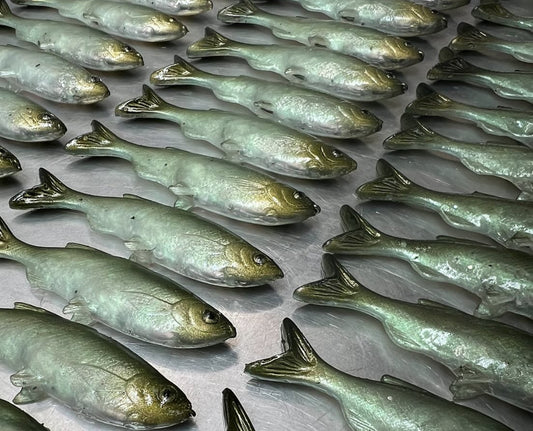 Grass minnow Simon says 3